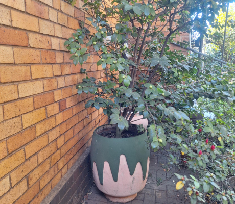 (Brakpan ) - PLANTS ON OFFER