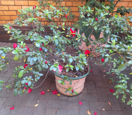 (Brakpan ) - PLANTS ON OFFER