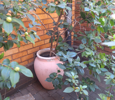 (Brakpan ) - PLANTS ON OFFER