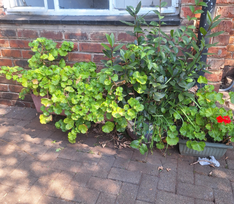 (Brakpan ) - PLANTS ON OFFER