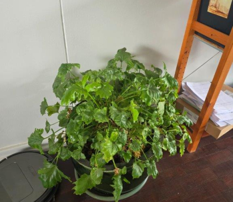 (BI11) Pot plant