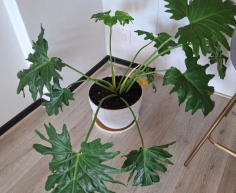 LARGE PLANT - R500 (S SANDTON)