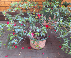 (Brakpan ) - PLANTS ON OFFER