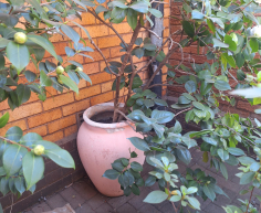 (Brakpan ) - PLANTS ON OFFER