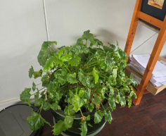(BI11) Pot plant