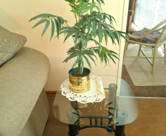 (ALB - 19) PALM IN COPPER POT  R150